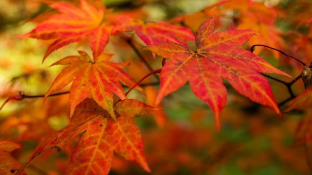 batsford-arboretum-cafe-cotswolds-huddle (1)