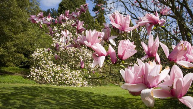 batsford-arboretum-cotswolds-huddle (3)