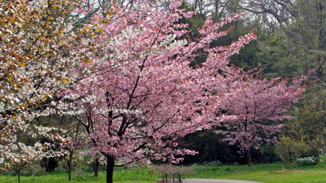 batsford-arboretum-cotswolds-huddle (4)