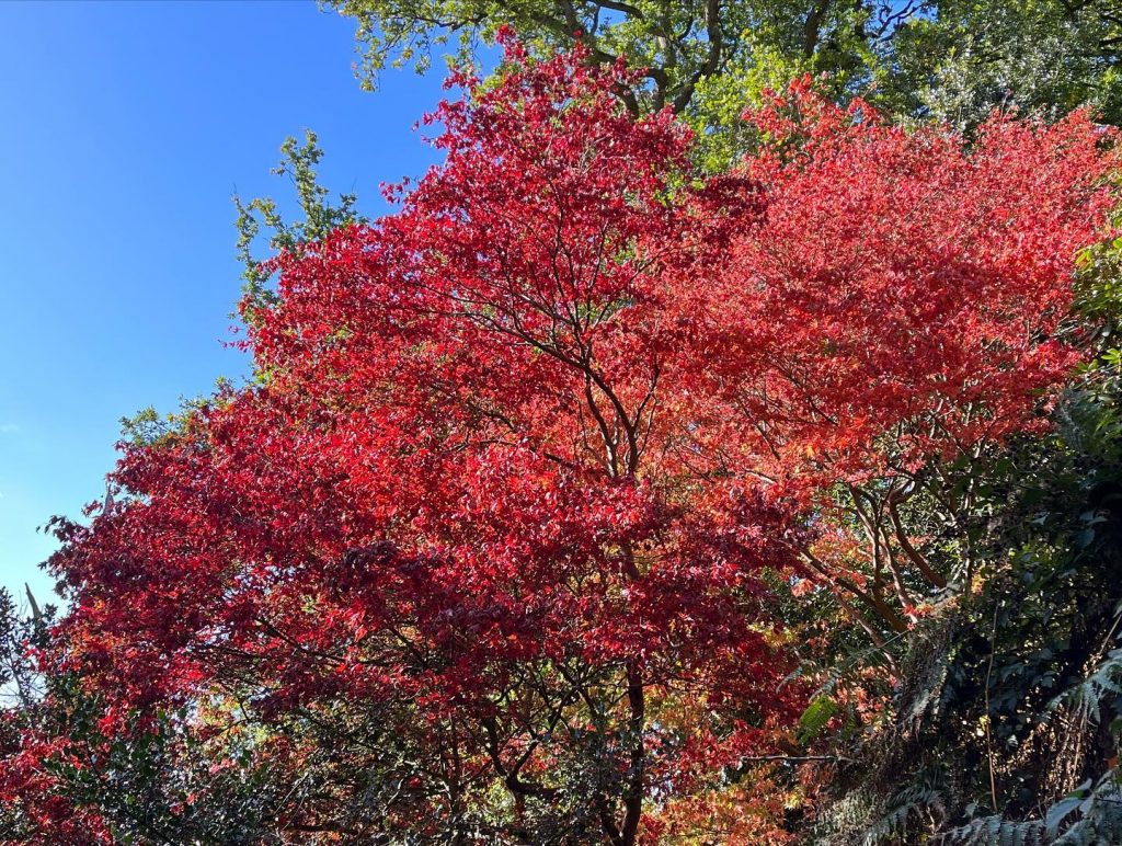 kiftsgate-court-gardens-chipping-campden-cotswolds-concierge (11)