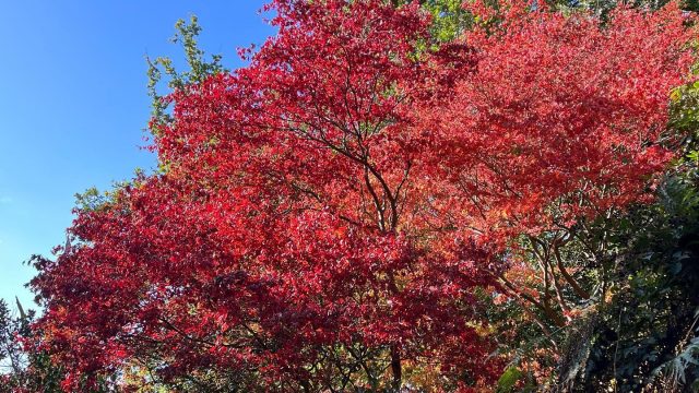 kiftsgate-court-gardens-chipping-campden-cotswolds-concierge (11)