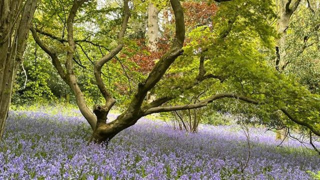 kiftsgate-court-gardens-chipping-campden-cotswolds-concierge (3)