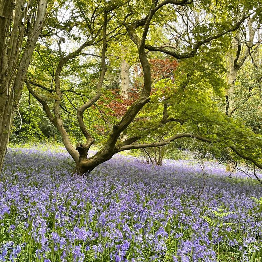 kiftsgate-court-gardens-chipping-campden-cotswolds-concierge (3)