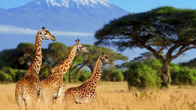 Three giraffe on Kilimanjaro mount background in National park of Kenya, Africa