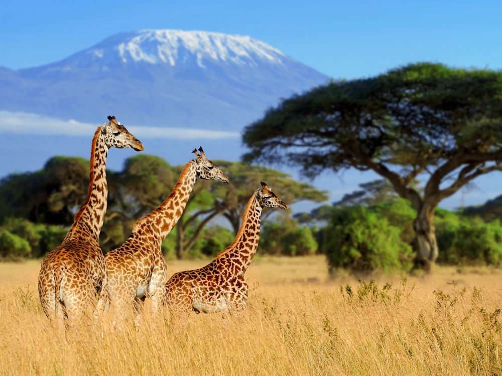 Three giraffe on Kilimanjaro mount background in National park of Kenya, Africa
