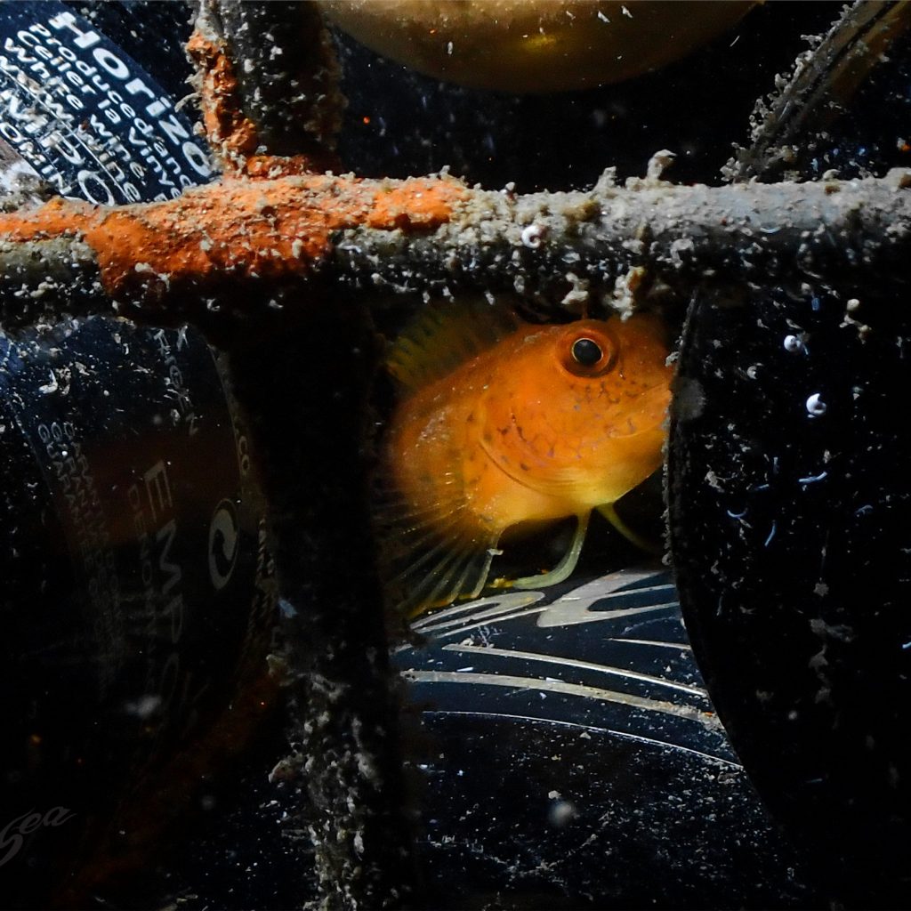 sirens-amphora-wine-distributor-shop-cotswolds-huddle (2)