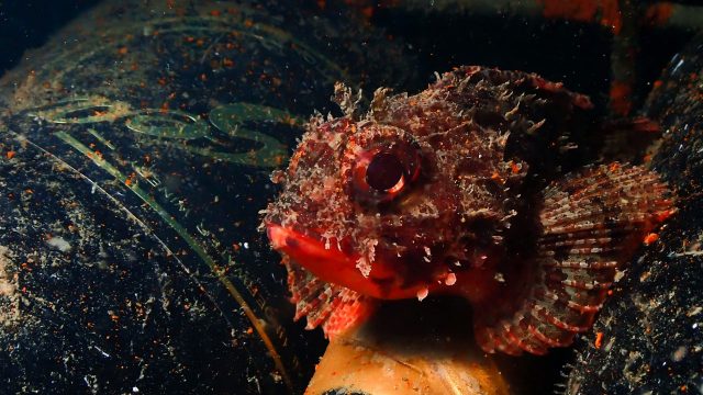 sirens-amphora-wine-distributor-shop-cotswolds-huddle (5)