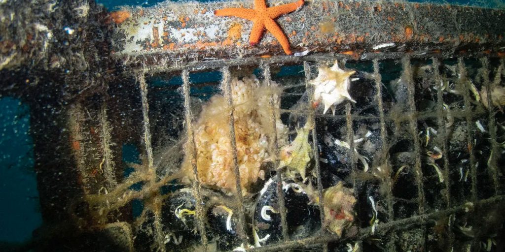 sirens-amphora-wine-distributor-shop-cotswolds-huddle (6)