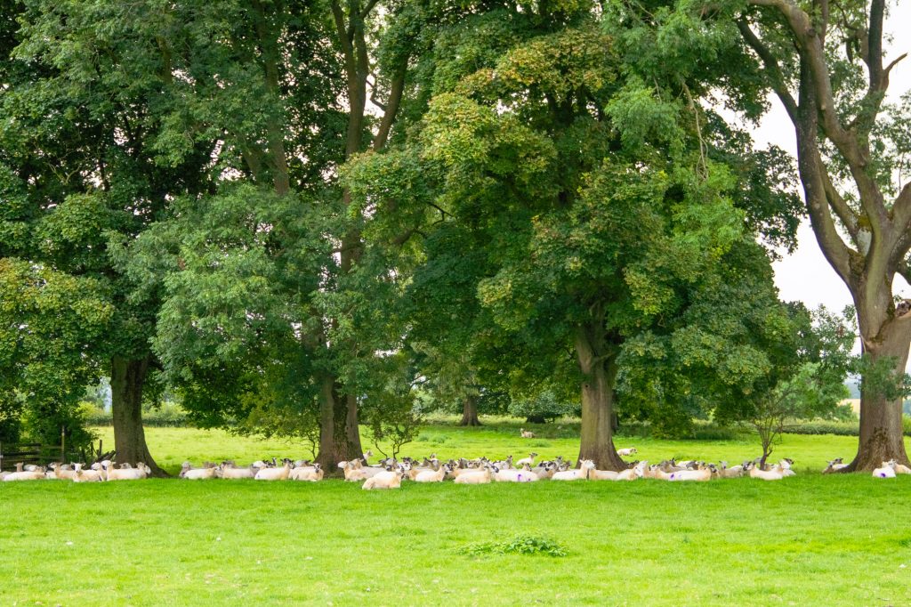 go-cotswolds-tours-cotswold-huddle (1)