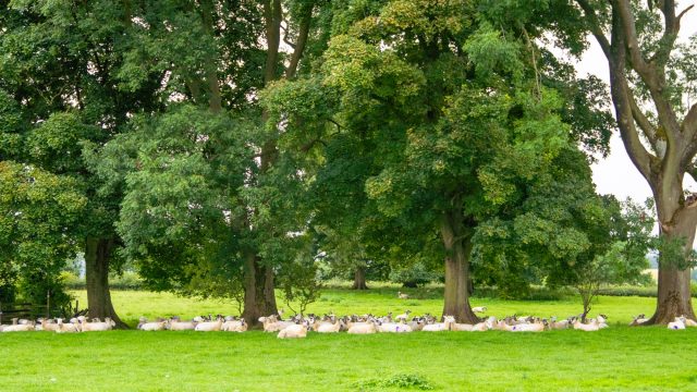go-cotswolds-tours-cotswold-huddle (1)