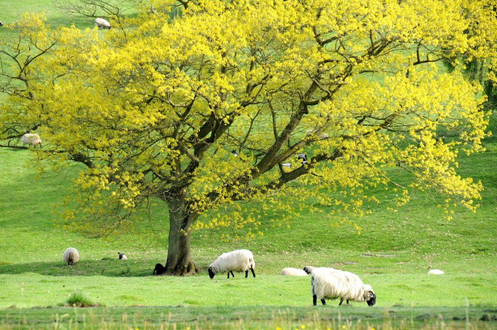 notgrove-holidays-cotswolds-huddle (21)