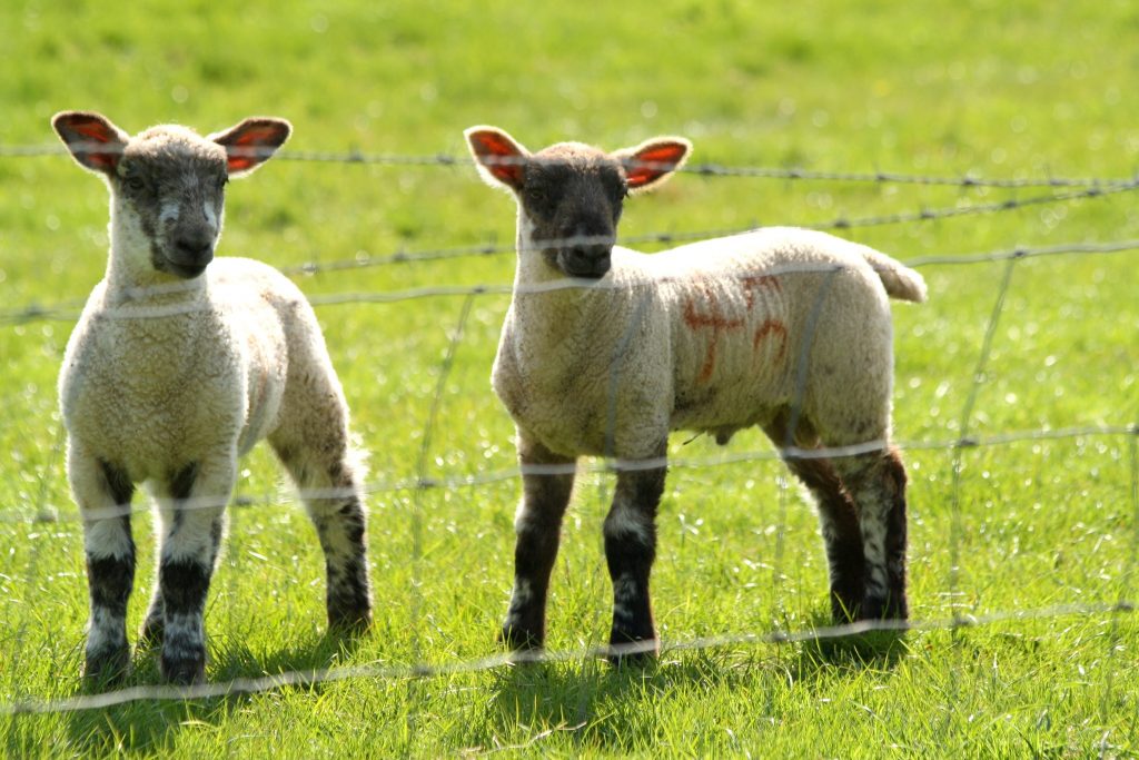 notgrove-holidays-cotswolds-huddle (23)