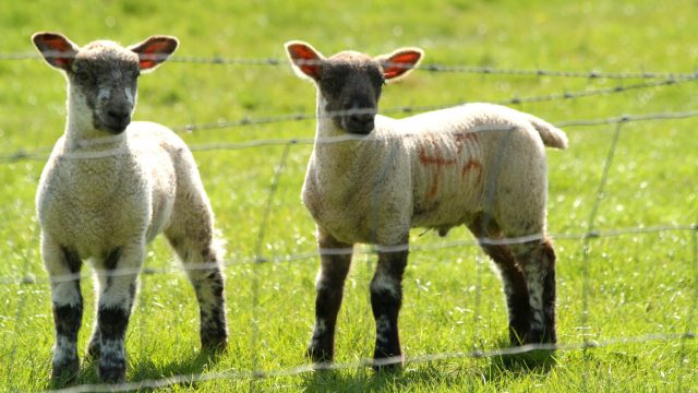 notgrove-holidays-cotswolds-huddle (23)