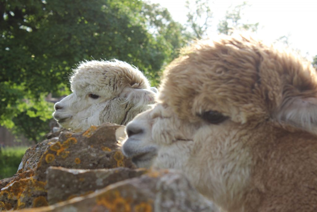 notgrove-holidays-cotswolds-huddle (27)