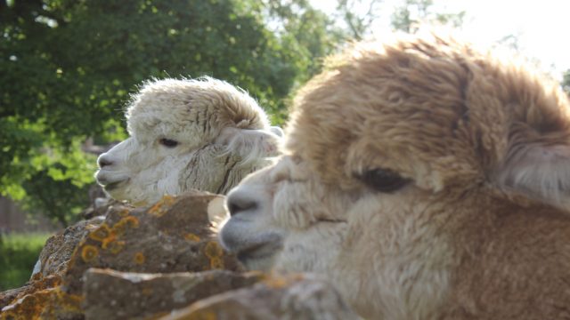 notgrove-holidays-cotswolds-huddle (27)