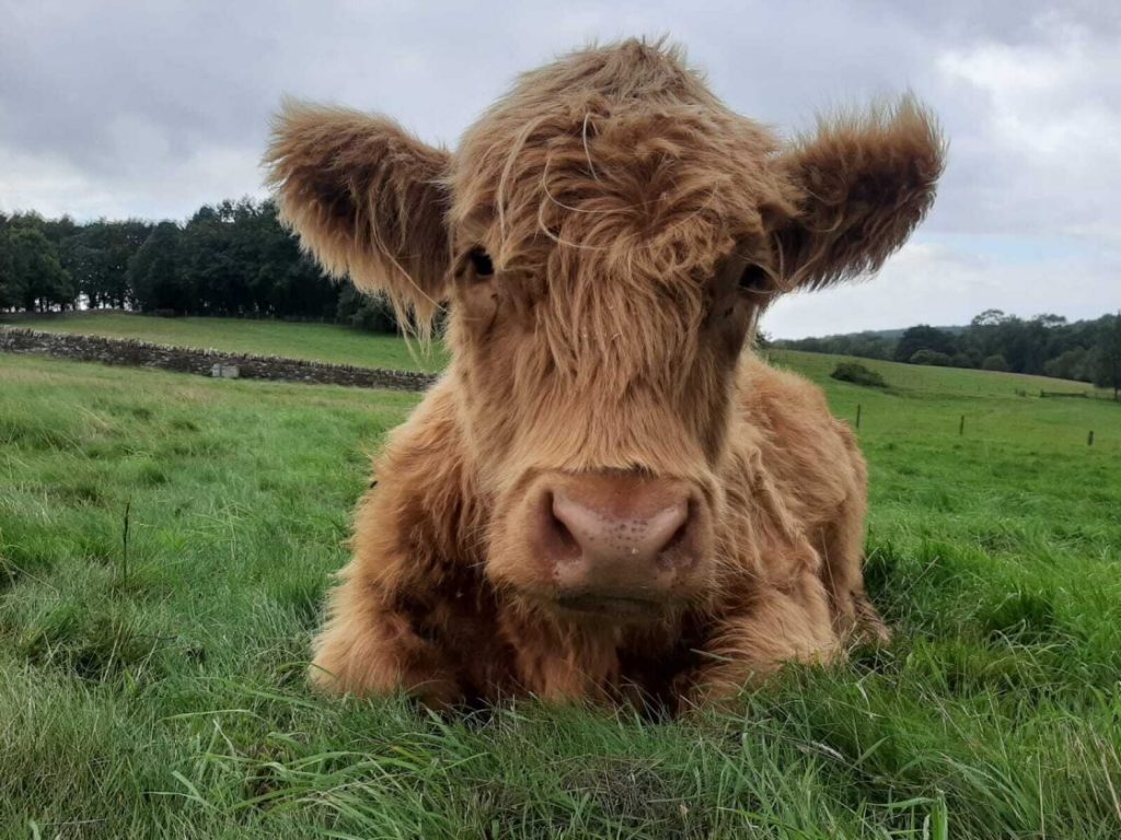 notgrove-holidays-cotswolds-huddle (37)