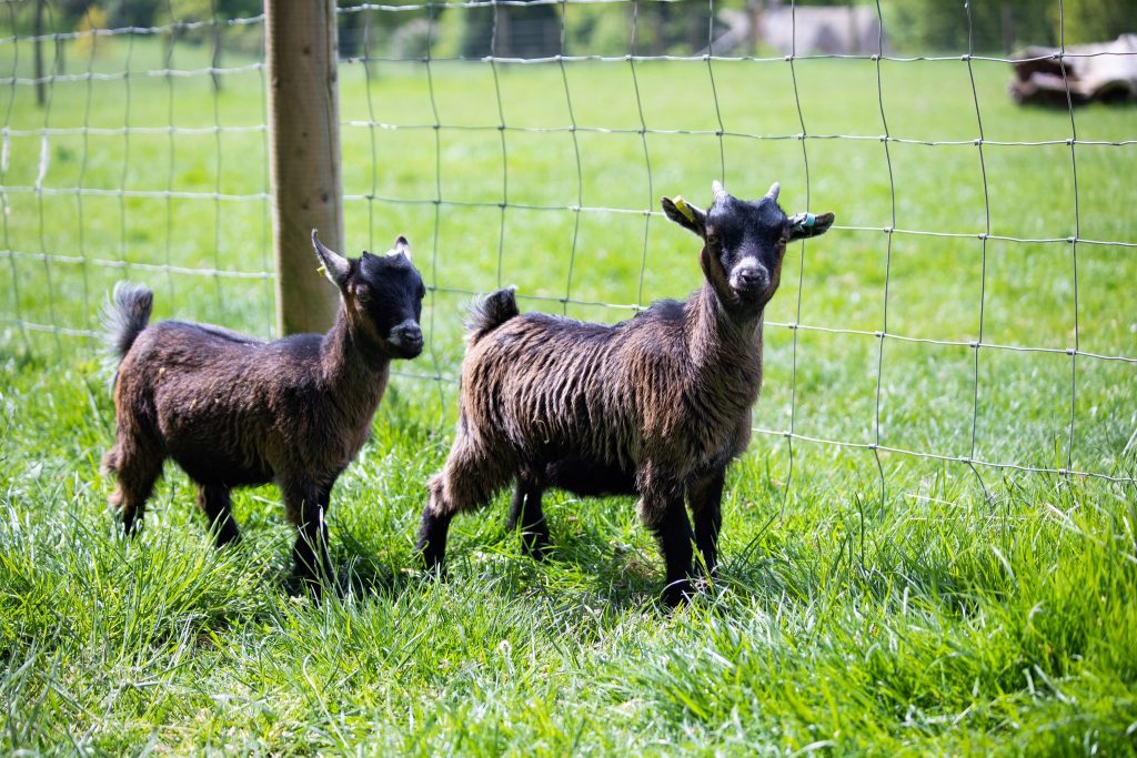 notgrove-holidays-cotswolds-huddle (46)