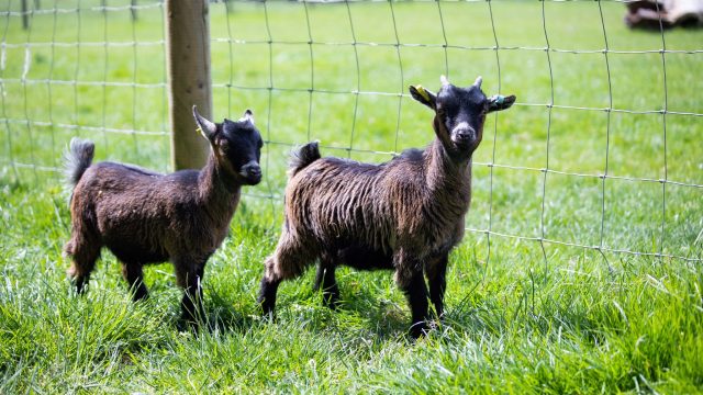 notgrove-holidays-cotswolds-huddle (46)