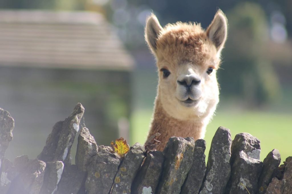 notgrove-holidays-cotswolds-huddle (6)