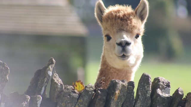 notgrove-holidays-cotswolds-huddle (6)