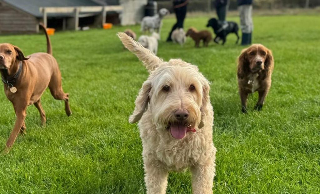 the-doggy-playschool-company-raising-the-standard-of-dog-care-in-the-cotswolds-huddle (1)