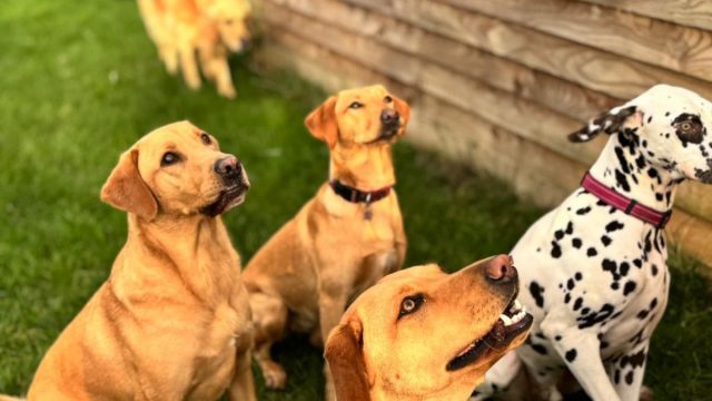 the-doggy-playschool-company-raising-the-standard-of-dog-care-in-the-cotswolds-huddle (1)