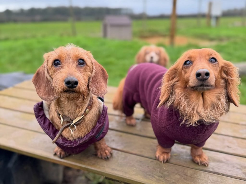 the-doggy-playschool-company-raising-the-standard-of-dog-care-in-the-cotswolds-huddle (10)
