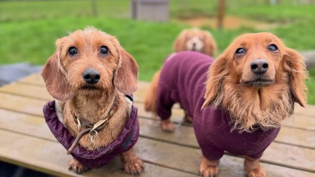 the-doggy-playschool-company-raising-the-standard-of-dog-care-in-the-cotswolds-huddle (10)