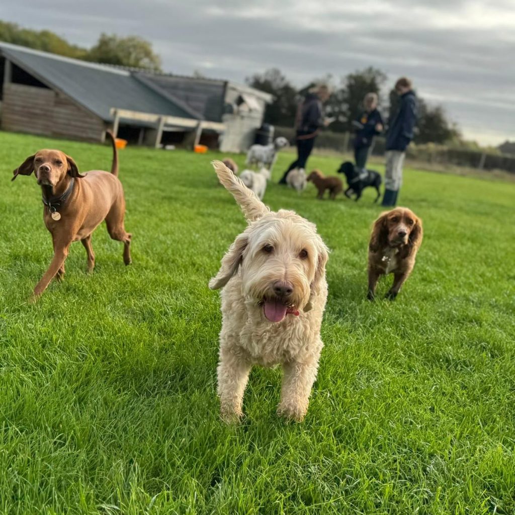 the-doggy-playschool-company-raising-the-standard-of-dog-care-in-the-cotswolds-huddle (12)