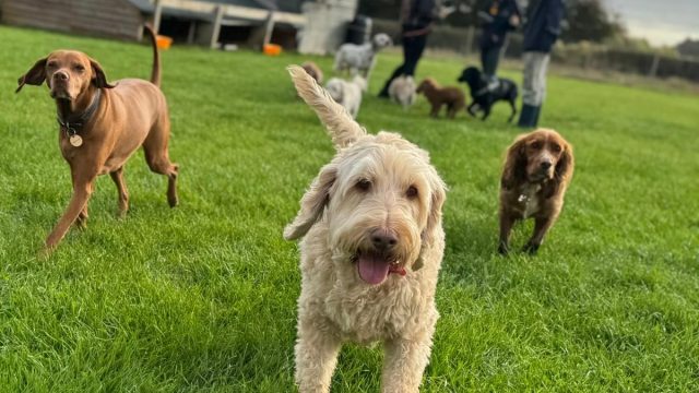 the-doggy-playschool-company-raising-the-standard-of-dog-care-in-the-cotswolds-huddle (12)