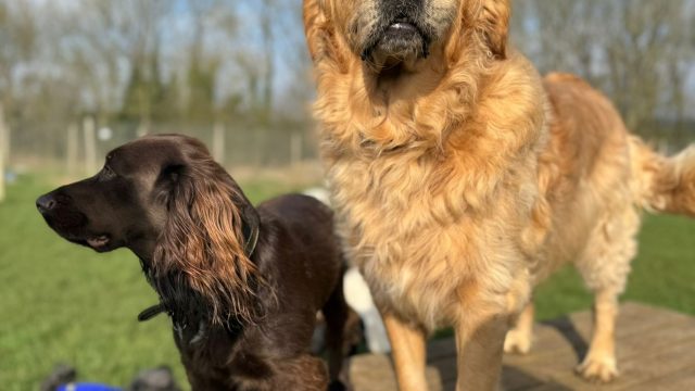 the-doggy-playschool-company-raising-the-standard-of-dog-care-in-the-cotswolds-huddle (2)