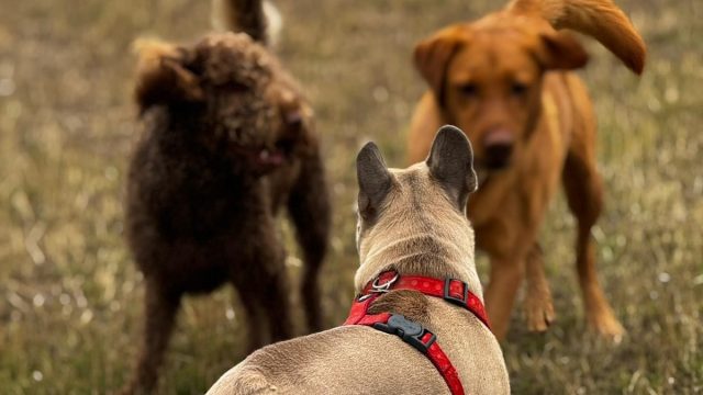 the-doggy-playschool-company-raising-the-standard-of-dog-care-in-the-cotswolds-huddle (2)