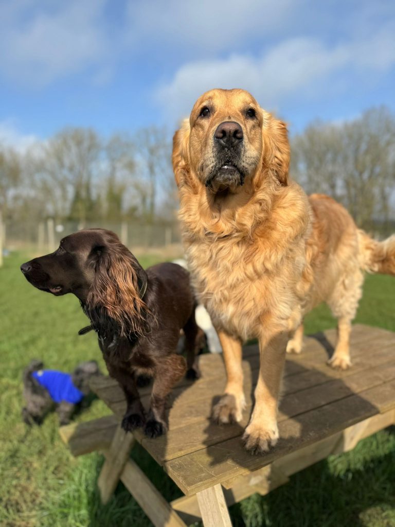 the-doggy-playschool-company-raising-the-standard-of-dog-care-in-the-cotswolds-huddle (2)