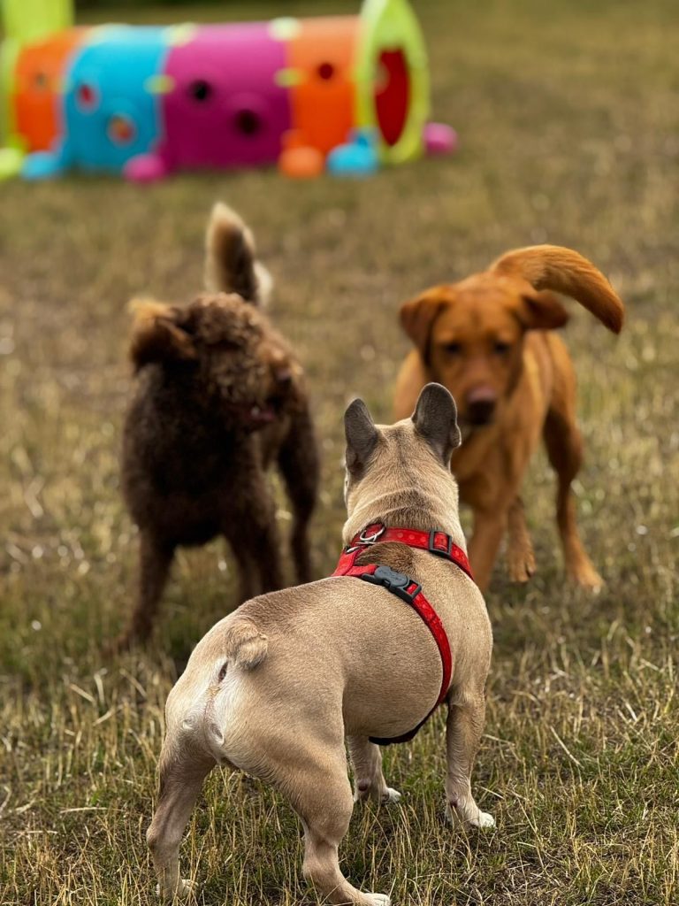 the-doggy-playschool-company-raising-the-standard-of-dog-care-in-the-cotswolds-huddle (2)
