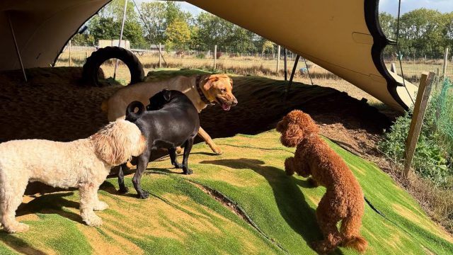 the-doggy-playschool-company-raising-the-standard-of-dog-care-in-the-cotswolds-huddle (3)