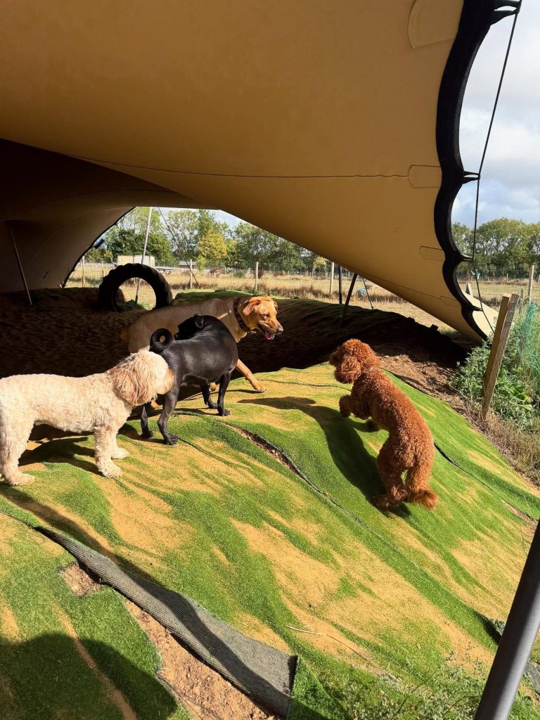 the-doggy-playschool-company-raising-the-standard-of-dog-care-in-the-cotswolds-huddle (3)