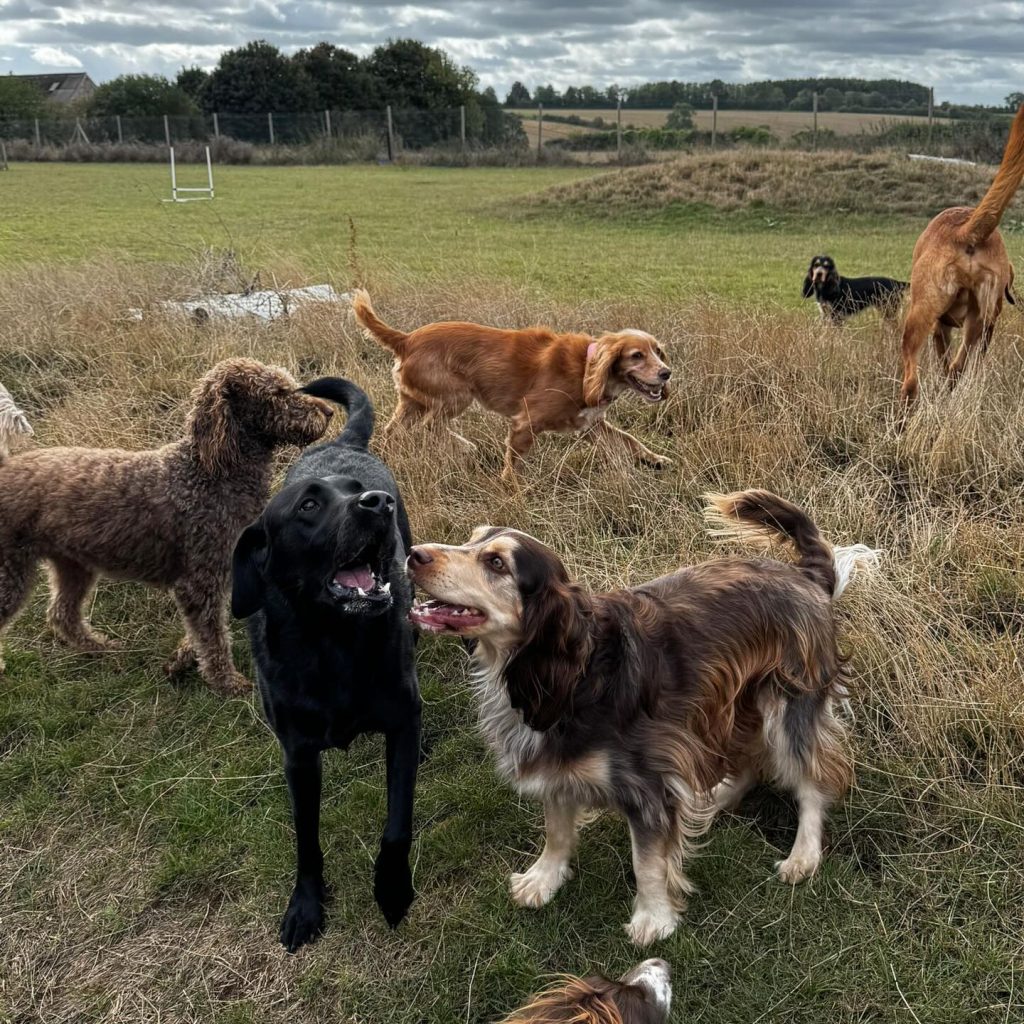 the-doggy-playschool-company-raising-the-standard-of-dog-care-in-the-cotswolds-huddle (4)