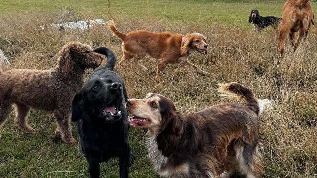 the-doggy-playschool-company-raising-the-standard-of-dog-care-in-the-cotswolds-huddle (4)