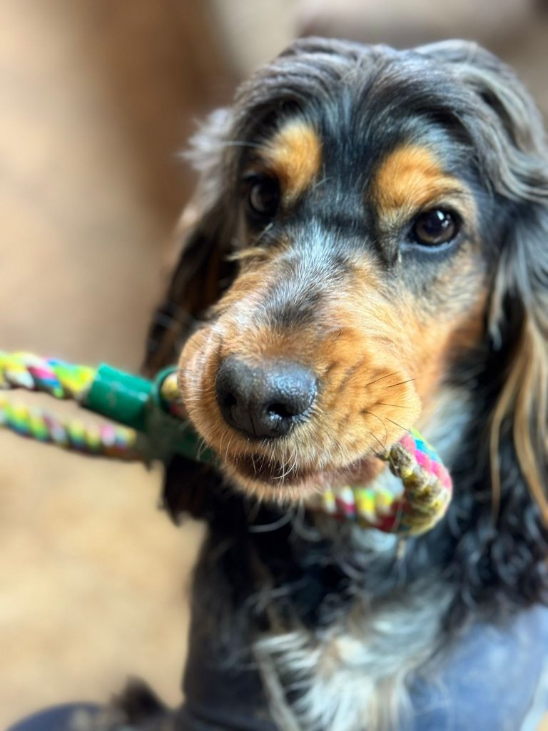 the-doggy-playschool-company-raising-the-standard-of-dog-care-in-the-cotswolds-huddle (4)