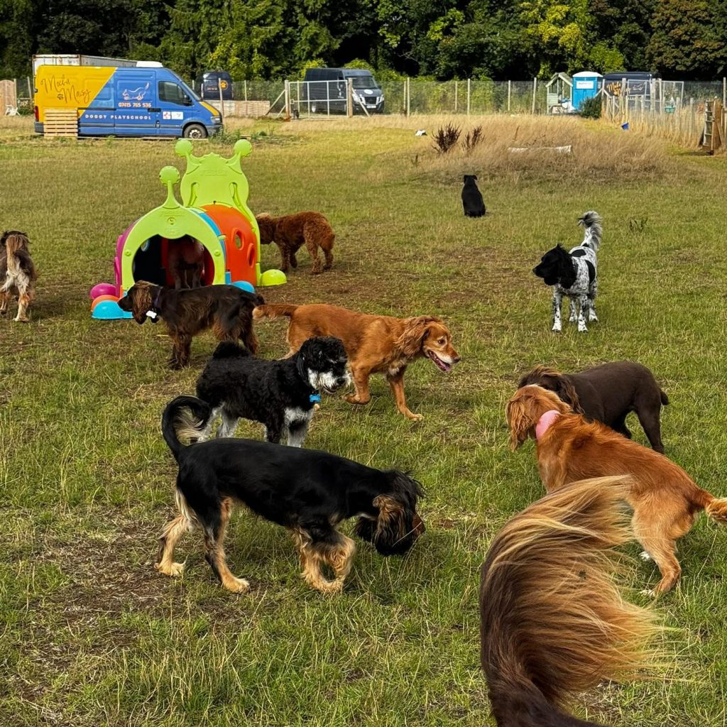 the-doggy-playschool-company-raising-the-standard-of-dog-care-in-the-cotswolds-huddle (5)