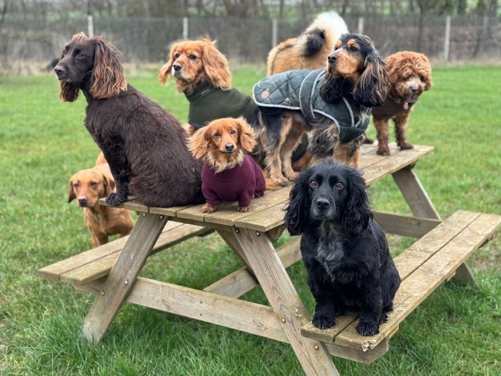 the-doggy-playschool-company-raising-the-standard-of-dog-care-in-the-cotswolds-huddle (5)
