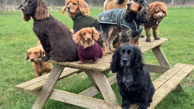 the-doggy-playschool-company-raising-the-standard-of-dog-care-in-the-cotswolds-huddle (5)
