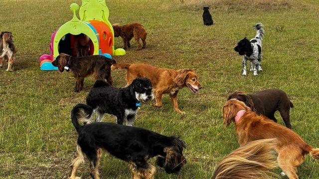 the-doggy-playschool-company-raising-the-standard-of-dog-care-in-the-cotswolds-huddle (5)