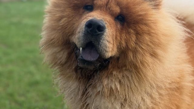 the-doggy-playschool-company-raising-the-standard-of-dog-care-in-the-cotswolds-huddle (6)