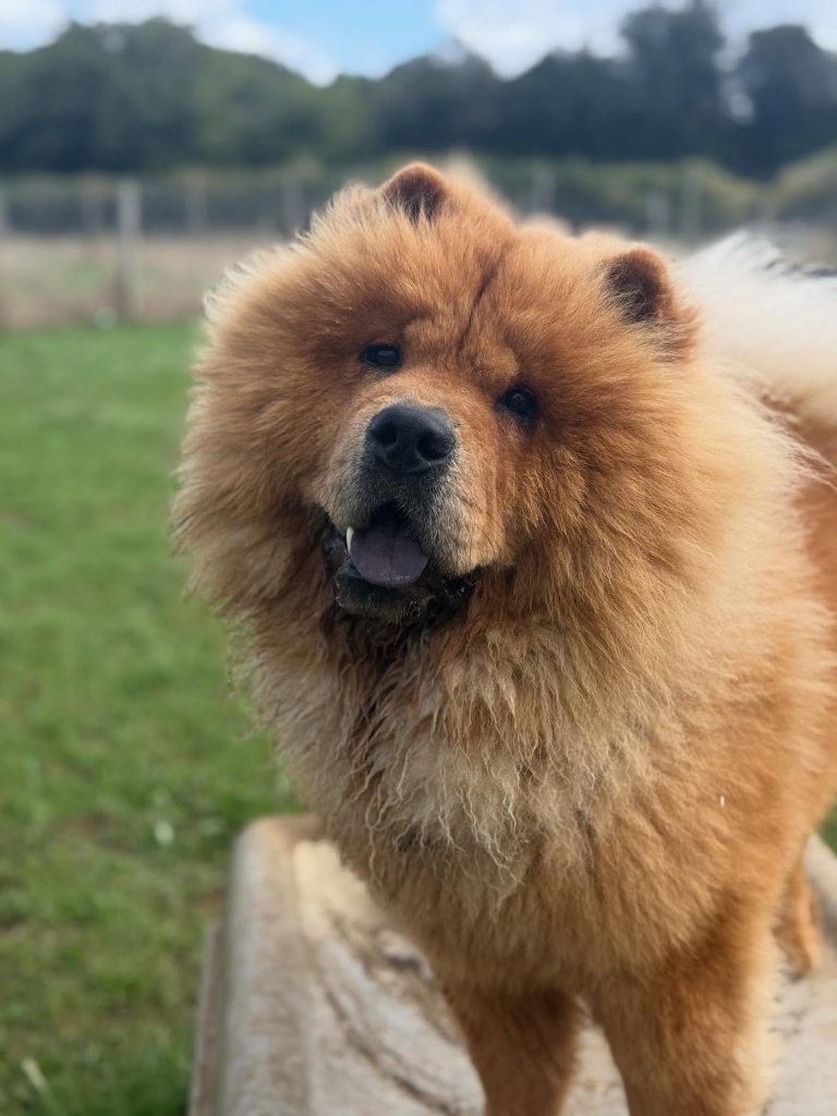 the-doggy-playschool-company-raising-the-standard-of-dog-care-in-the-cotswolds-huddle (6)