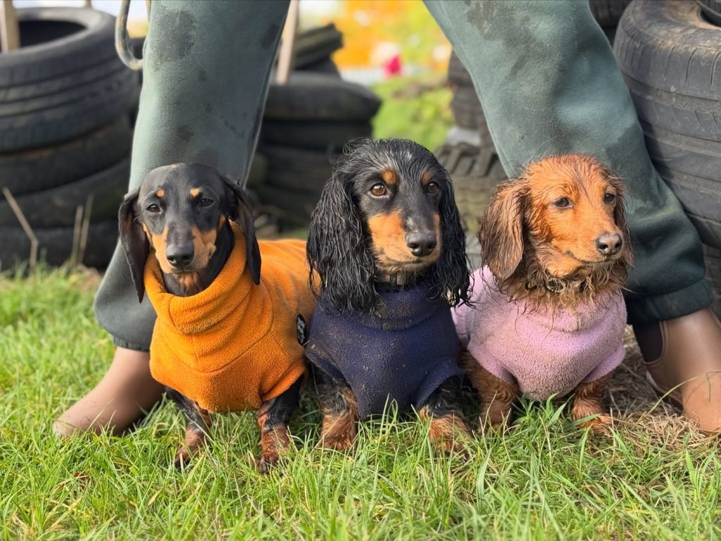 the-doggy-playschool-company-raising-the-standard-of-dog-care-in-the-cotswolds-huddle (8)