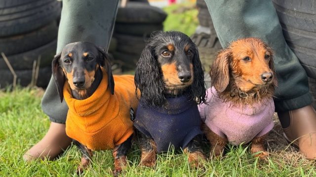 the-doggy-playschool-company-raising-the-standard-of-dog-care-in-the-cotswolds-huddle (8)