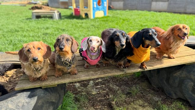 the-doggy-playschool-company-raising-the-standard-of-dog-care-in-the-cotswolds-huddle (9)