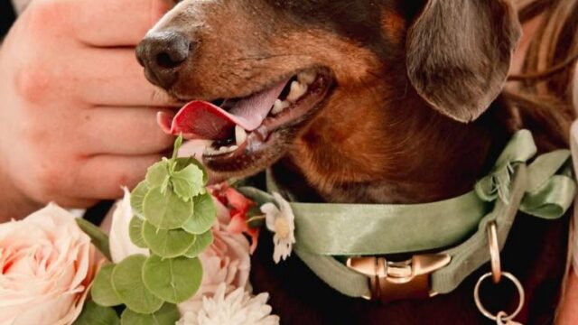 short-legs-dogs-care-cotswolds-concierge (1)