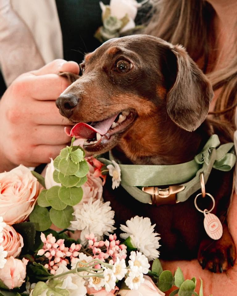 short-legs-dogs-care-cotswolds-concierge (1)